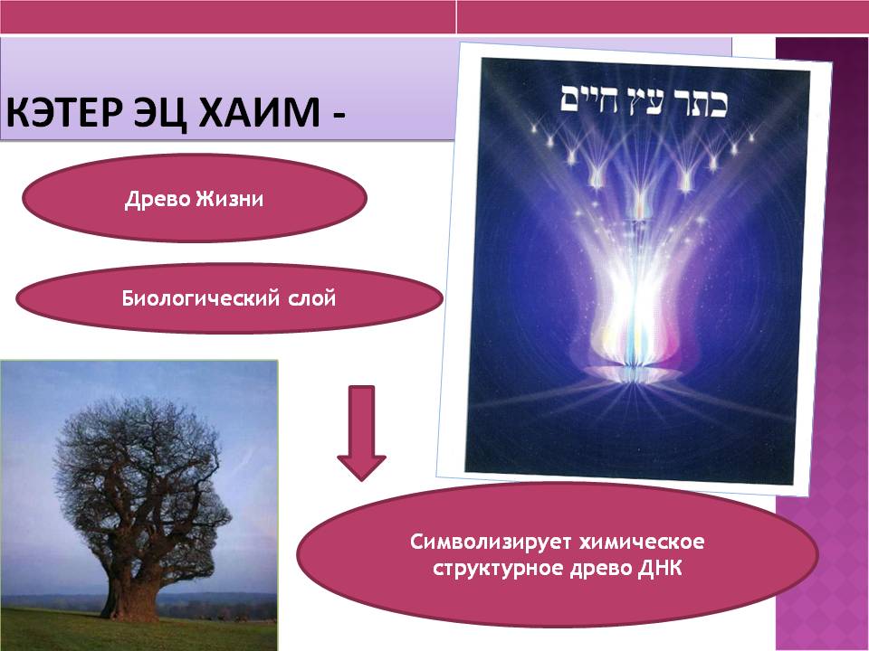 1 слой днк Древо жизни